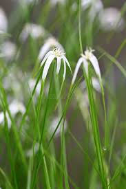 Image result for Rhynchospora brownii