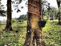 A milpa in tropical asia … useful english dictionary. Fail Pokok Getah Jpg Wikipedia Bahasa Melayu Ensiklopedia Bebas