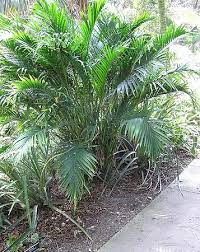 Image result for Chamaedorea cataractarum