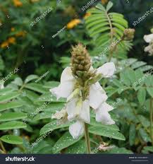 Image result for Tephrosia vogelii