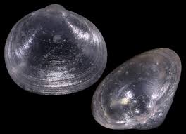 Image result for Subularia monticola