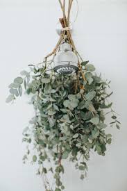 Tie A Few Branches Of Fresh Eucalyptus Around Your Shower Head For A Refreshing Scent Every Time You Turn On The Hot Water Bathroom Plants Eucalyptus Shower Fresh Eucalyptus