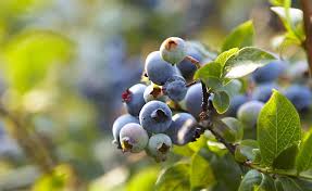 Heidelbeeren Richtig Pflanzen Blaubeeren Pflanzen Heidelbeeren Pflanzen Pflanzen