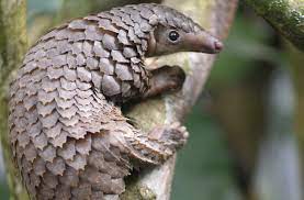 Pangolins look like a mix between a small anteater and a pinecone. Meet The Pangolin Family