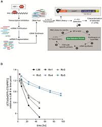 Dowiedz się, jak skuteczniej zarządzać swoimi finansami i korzystać z produktów © santander bank polska. Improving Mrna Based Therapeutic Gene Delivery By Expression Augmenting 3 Utrs Identified By Cellular Library Screening Molecular Therapy