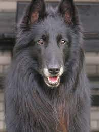 We did not find results for: Belgian Shepherd Dog Groenendael Breed Information History Health Pictures And More