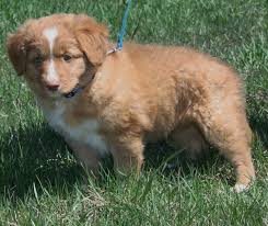 This breed does well in cold climates. Publisher S Message Meet The Nova Scotia Duck Tolling Retriever Chelsea Update Chelsea Michigan News