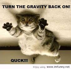 Cute Animals With Funny Sayingscute Animal Pics With Funny Sayings Wallpapers Qkonri Funny Animal Quotes Silly Cats Pictures Funny Animal Pictures