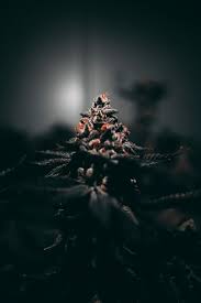 Search for your name in the searchbox below and see what comes up! Marijuana 1080p 2k 4k 5k Hd Wallpapers Free Download Wallpaper Flare