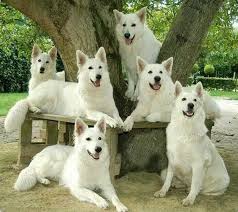 Bred for intelligence and white color, our white german shepherd all our puppies and dogs are registered as purebred german shepherd dogs and come with registration app., are vet checked and guaranteed as strong healthy pups. About Our White German Shepherds Jeffco Kennels In Livingston La