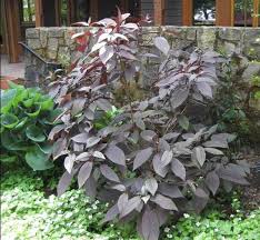 Odmiany hortensji kosmatej różnią się między sobą siłą wzrostu. Hortensja Kosmata Hot Chocolate Hydrangea Aspera Albamar