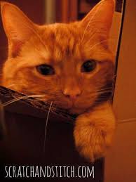 Best Dry Food For Diabetic Cats Young Again Pet Food Review Cat Care Cat Diseases Cats