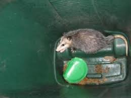 Removing opossums is not difficult, so trapping is not necessary. Getting Rid Of Possums Thriftyfun