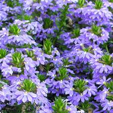 Image result for Scaevola
