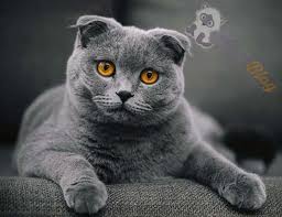 En Sevimli Kedi Turleri Ve Kedi Cinsleri En Tatli Kedi Turleri Ve Ozellikleri