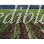 Profile Picture of Melanie Stetson Freeman - Edible Vermont (@ediblecommunities.com) on Google