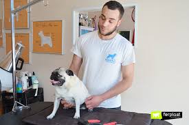 Always get a bristle brush with densely packed bristles. How To Groom Dogs With Short Haired Coats Love Ferplast