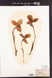 Image result for Disa baurii