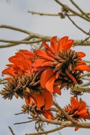 Image result for Erythrina afra