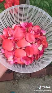 How To Make Rose Water Video In 2020 Diy Crafts Hacks Everyday Hacks Crafts Hacks