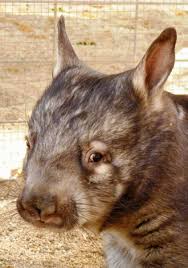 Image result for Southern hairy-nosed wombat