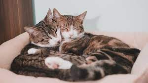 kedi ciftlesmesi nasil anlasilir petburada blog