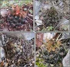 The spines serve a few different purposes, such as providing the cactus with shade, protection or attracting pollinators by secreting nectar in a select few species. Prescribed Fires Cause Minimal Damage To A Threatened Cactus Tobusch Fishhook Cactus Sclerocactus Brevihamatus Ssp Tobuschii Texas Usa Sciencedirect