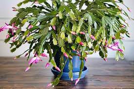 Christmas cactus, thanksgiving cactus, easter cactus. Christmas Cactus Plant Posts Facebook