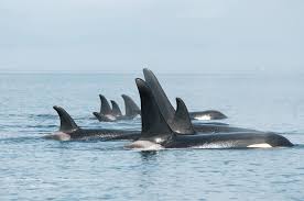 Pin On Orca Whales