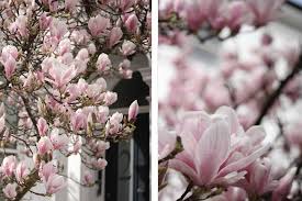 Apr 10, 2017 · its character, or flavour, depends on the mix of compounds in each flower, often with a lemony linalool base. Best Places In London To See Magnolia Blossom The Smell Of Roses The Smell Of Roses