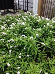 Maybe you would like to learn more about one of these? Pin On Mygardenanswers