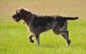 Image result for griffon korthalsův