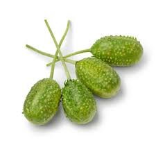 Image result for Cucumis engleri