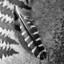 Black And White Spotted Bird Feather Woodpecker Feather By Patricia Januszkiewicz Woodpecker Feather Feather Meaning
