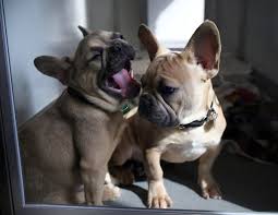 Our available dogs page is updated weekly, so check back often! French Bulldog Pups Rescued From O Hare Warehouse Given Reprieve By Cdc All The Stars Were Aligned Chicago Tribune