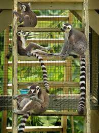 Ring Tailed Lemurs Alabama Gulf Coast Zoo Lemur Animal Planet