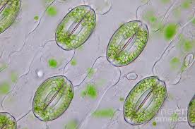 Image result for Stomatanthes sp.no.1