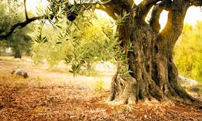 Olive Oil Facts Why Better Soil Gives Us Better Oil Olive Harvest Bertolli Olive Oil Growing Olive Trees