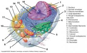 Maybe you would like to learn more about one of these? Cell Membrane Function In Plant Cell Quizlet Shefalitayal