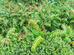 Image result for Stenochlaena