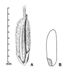 Image result for Oryza longistaminata