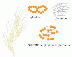 Il glutine è una sostanza di natura proteica che viene immagazzinata all'interno dei semi di diversi cereali. Cos E Il Glutine In Quali Alimenti Si Trova E A Cosa Serve