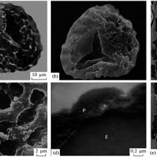 Image result for Mohria lepigera