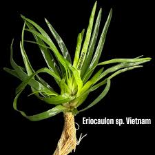 Image result for Eriocaulon bongense