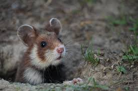 Unser Mitglied Jason Drain Knipste Heute Dieses Susse Bild Von Einem Jungen Feldhamster In Wien Wild Hamsters Animals Wild Hamster