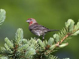 Bill is long and slightly decurved. 8 Easy Ways To Identify Backyard Birds Bird Photography Life