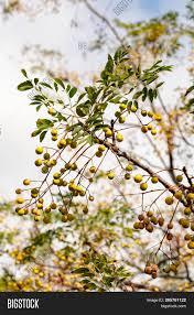 China berry is a tall tree. Melia Azedarach Image Photo Free Trial Bigstock