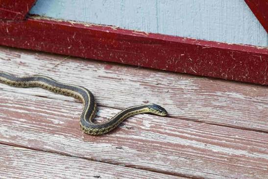 What to do About a Snake in Your House