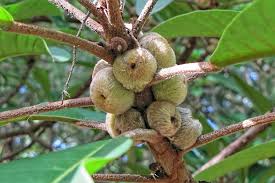 Image result for Ficus saussureana