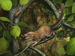 Image result for Dissotis pachytricha